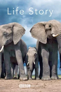 Сериал История жизни (2014)